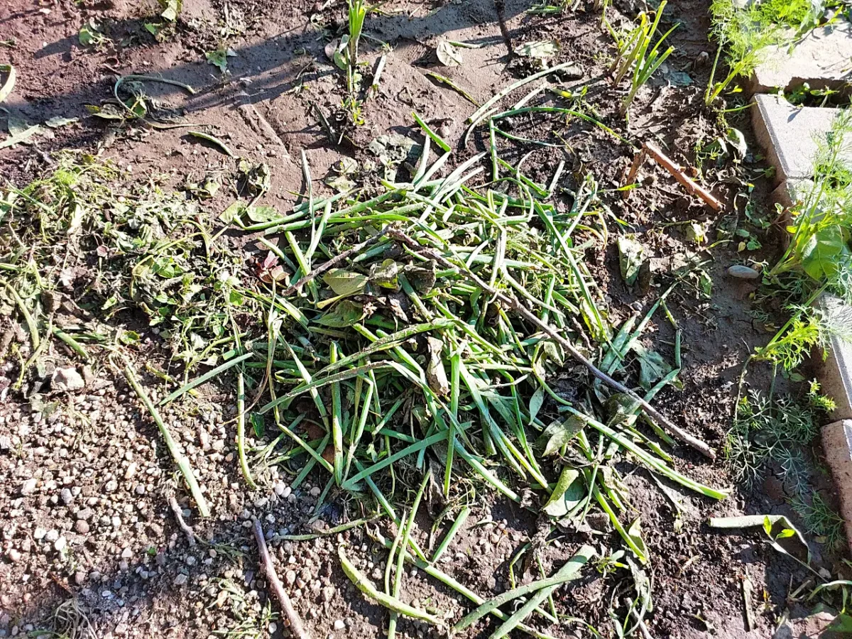 leftover onions after the storm