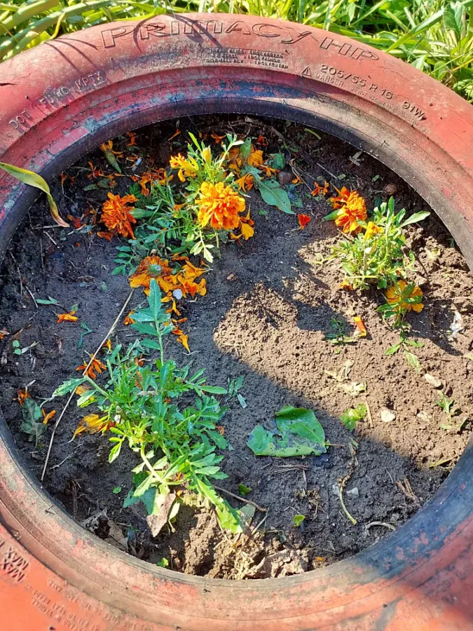 my flowers were also crushed by hail
