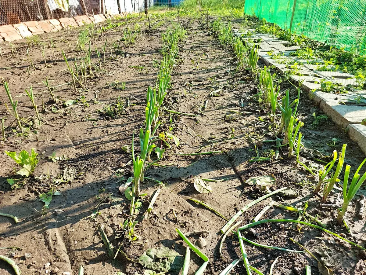 remaining onions after cleaning