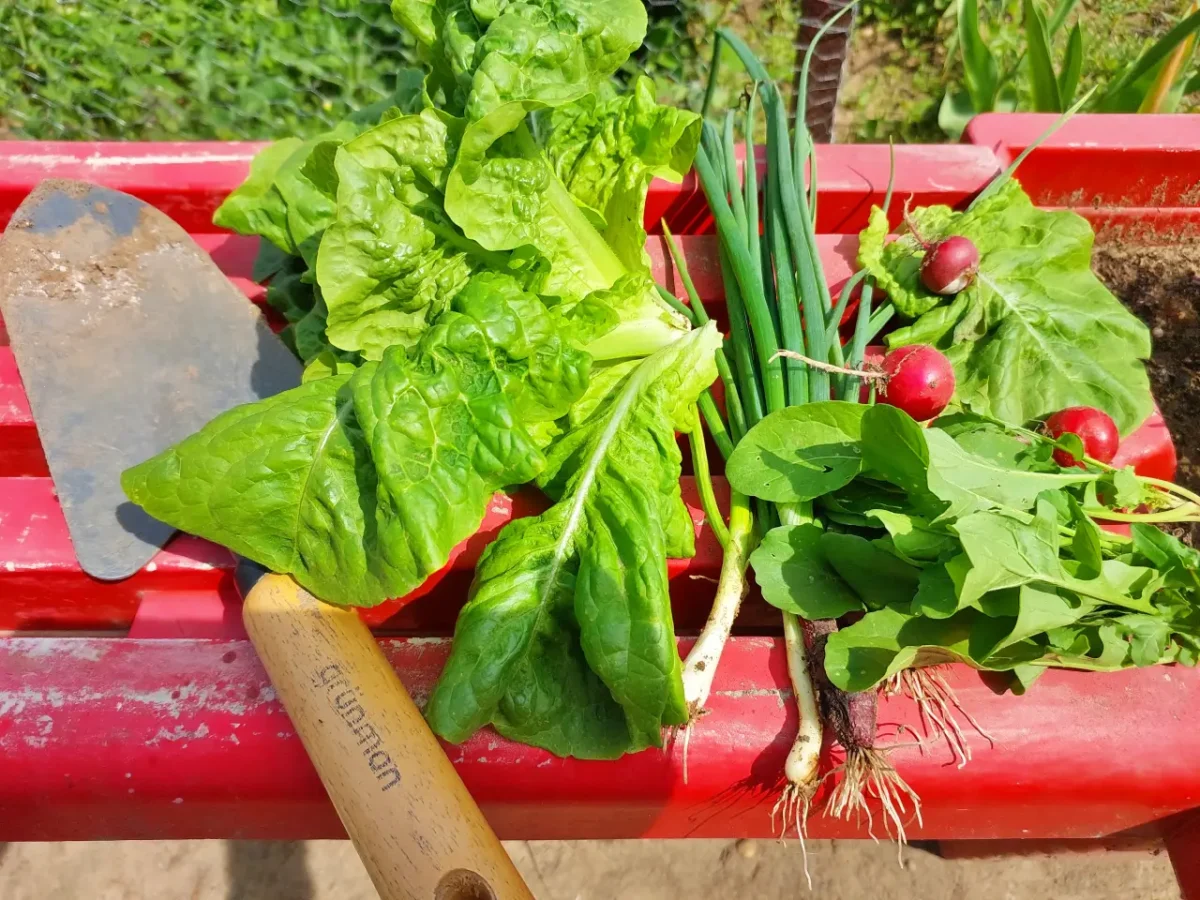 some early spring crops